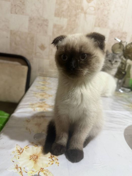 Продается котята