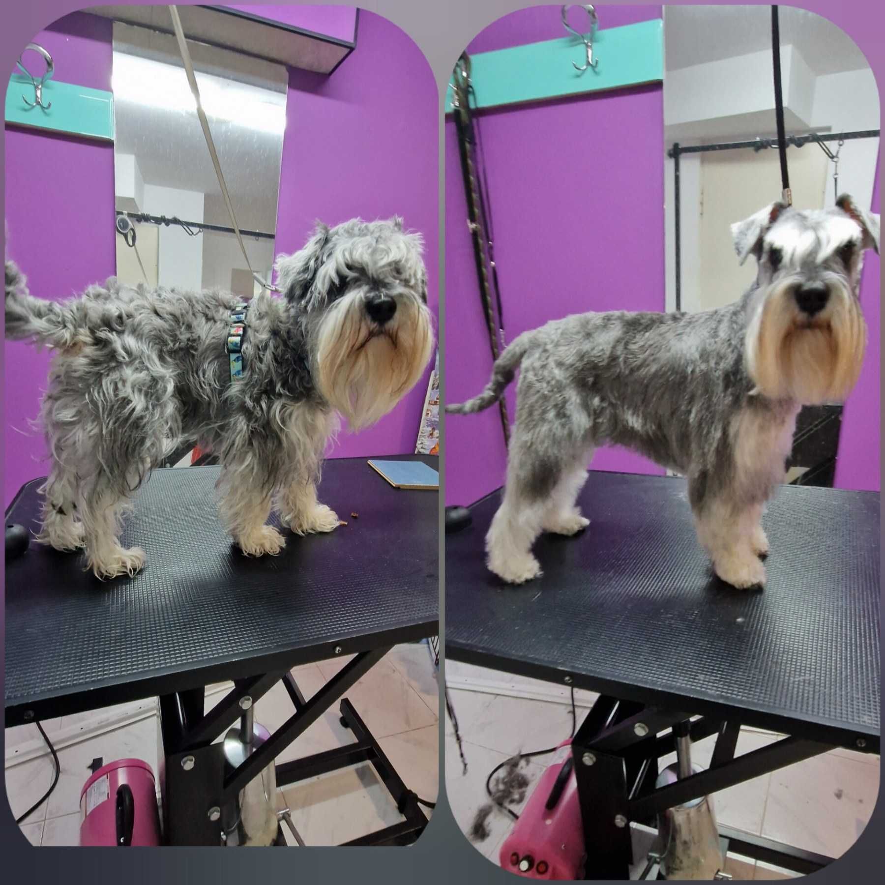 Подстригване на домашни любимци в гр Варна студио RoSSy's Art Grooming