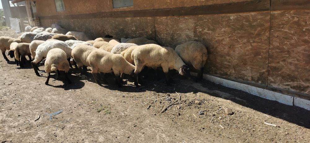 Vând berbecuti suffolk si mielute
