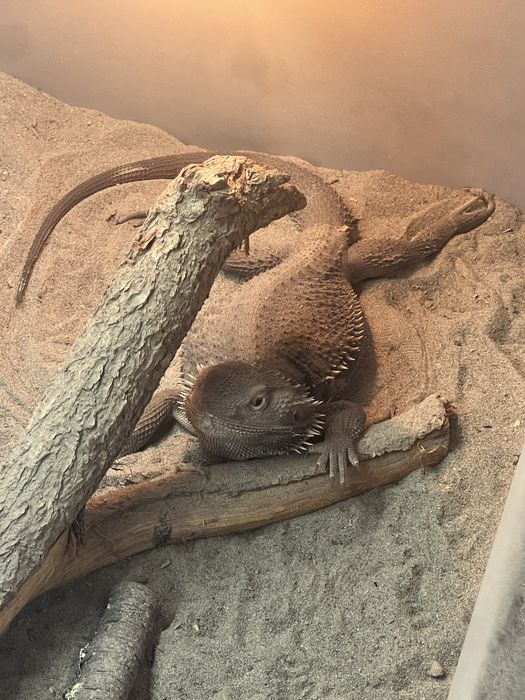 Agama cu barba +terariu+ lumina uv