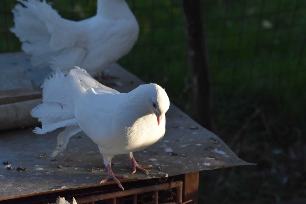 Гълъби - бели фенерлии