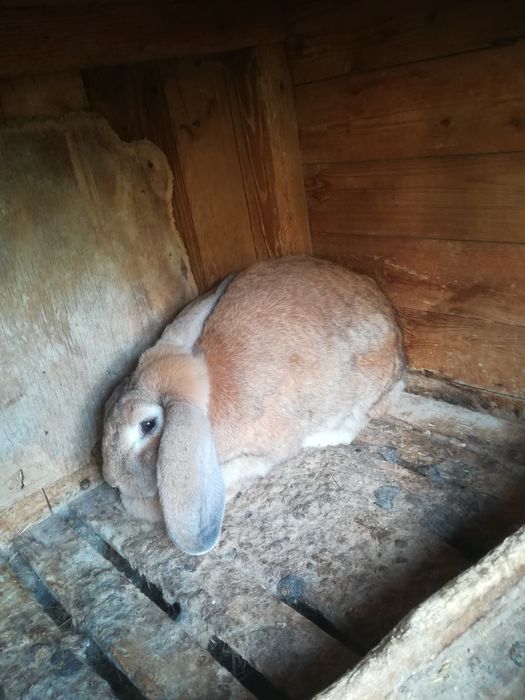 Предлагам зайци...