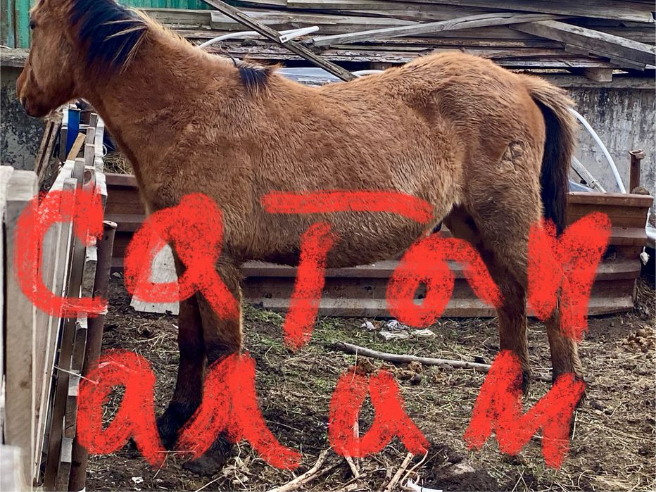 Жабағылар он бас