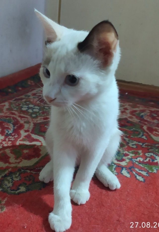 Отдам котёнка-девочку