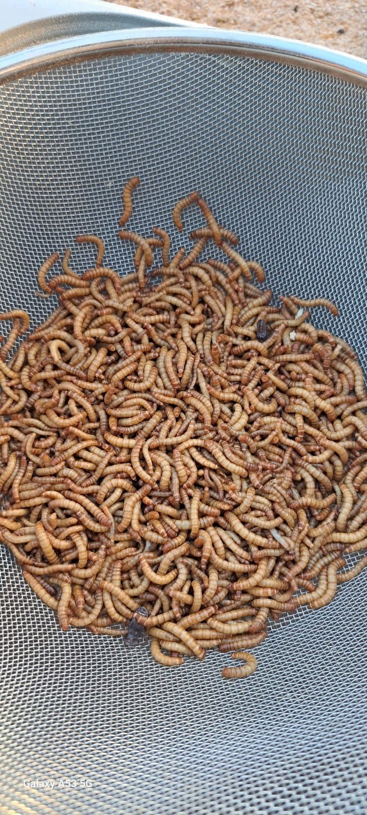 Vanzare viermi de faina, mealworms