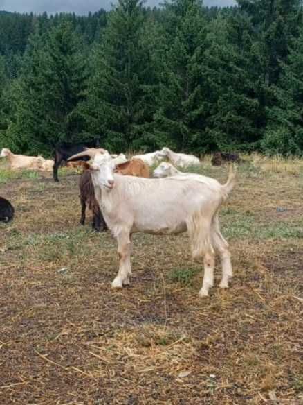 Vând un țap Saeenn vărsta 1 an