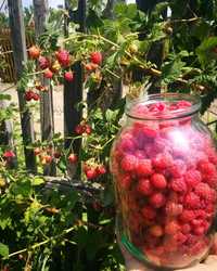 Домашние доставка клубника малина вишня шиповник ягоды овощи фрукты