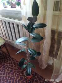 комнатное растение