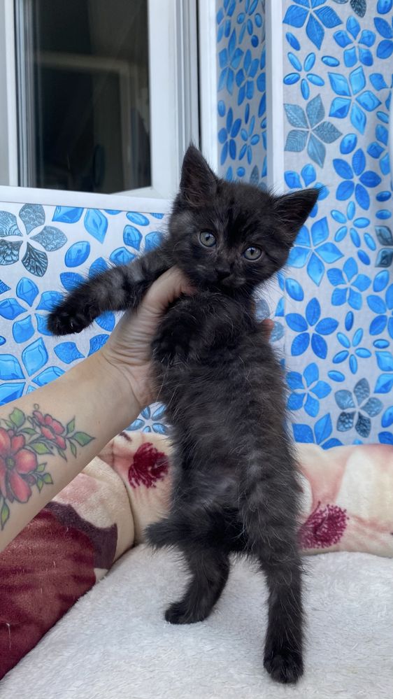 Котята в поисках дома