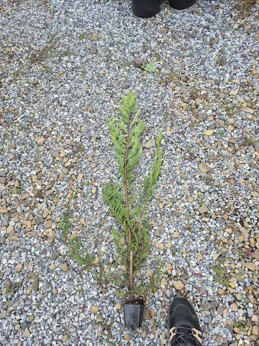 leylandii    40 cm/80 cm/120cm