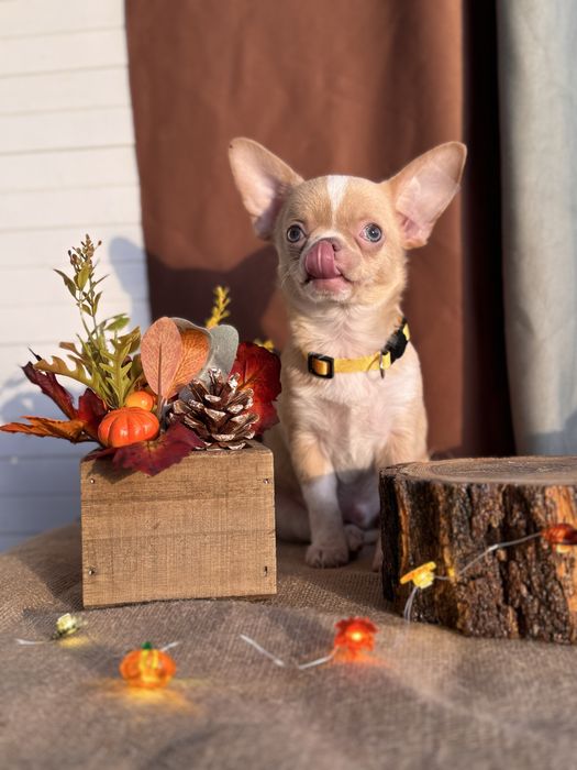 Продается щенок чихуахуа