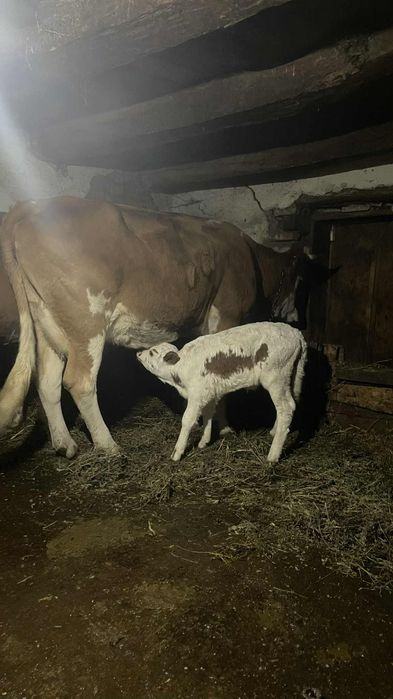 Vând baltata românească cu vitea recent fatata