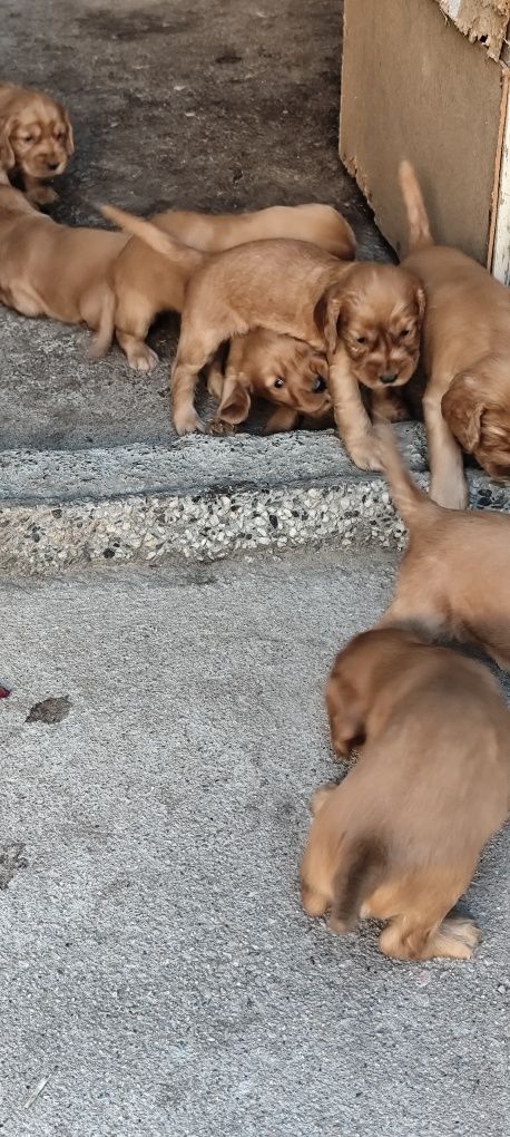 Кокер шпаньолчета