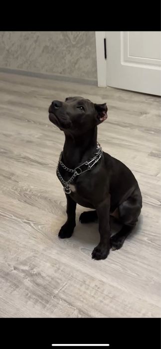 СРОЧНО!! продается Американский питбуль (девочка)