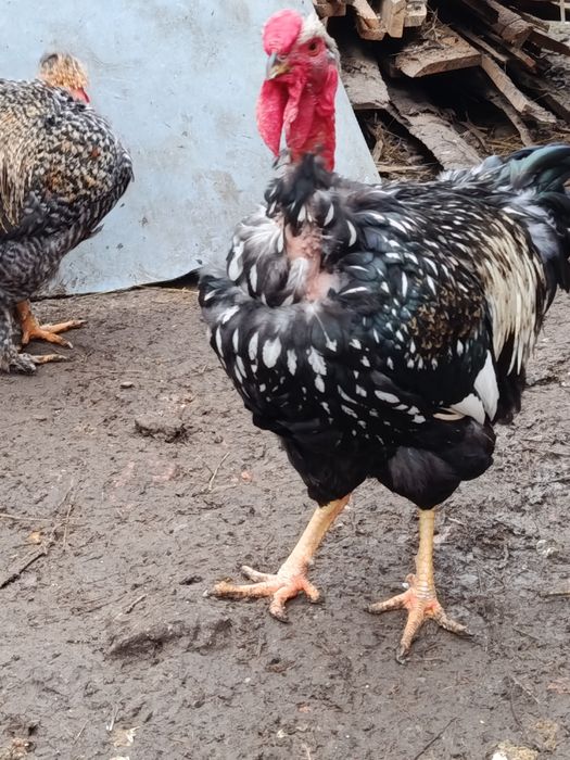 Cocosi moțați ,golași talie f mare