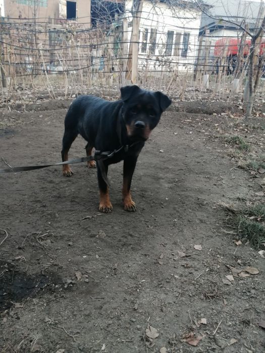 Продам ротвейлера