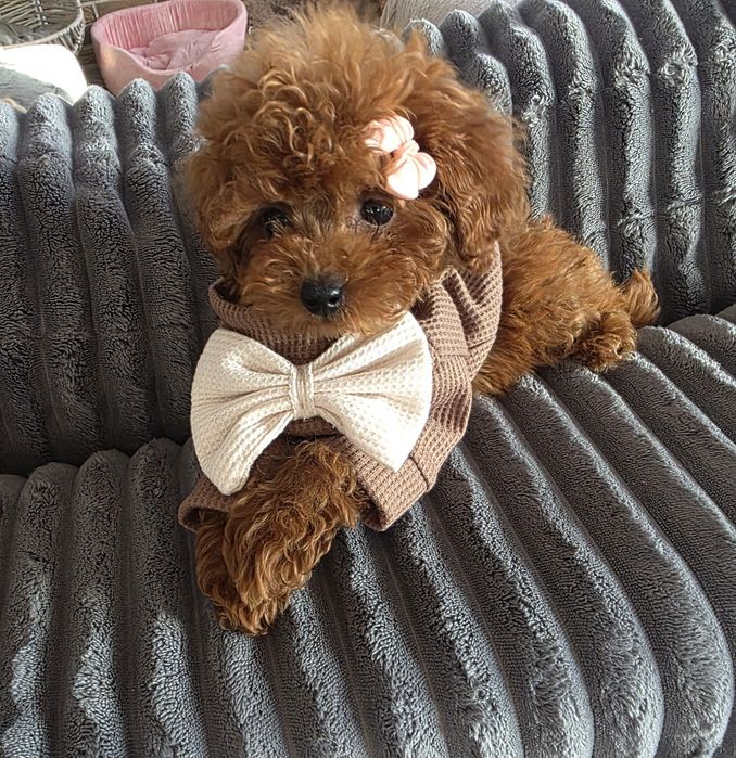 Пудел тийкъп /момиче/с документ за произход