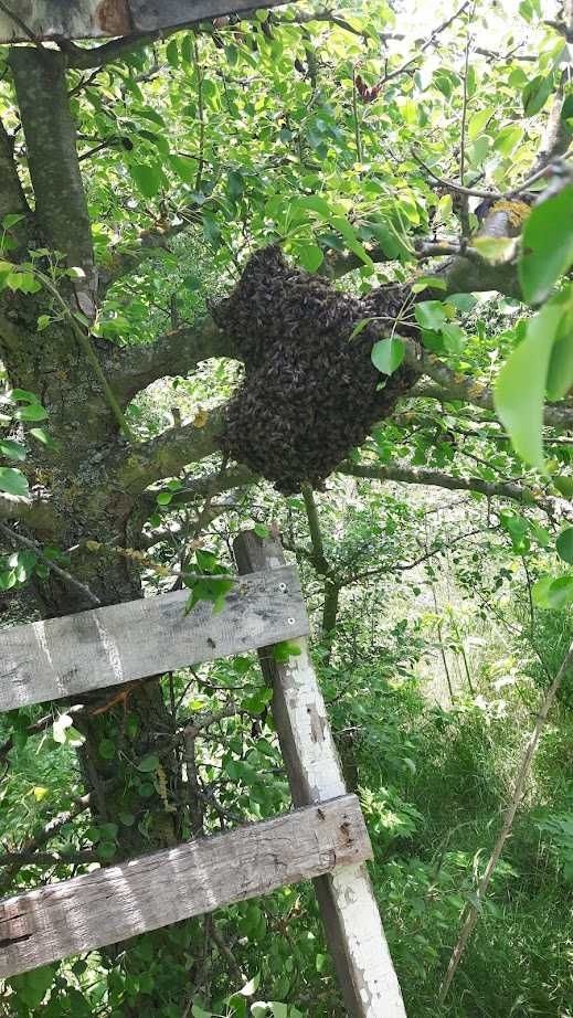 Мед Букет от Малък Пчелин - Екологично Чист Район / 1кг - 720мл - 10лв