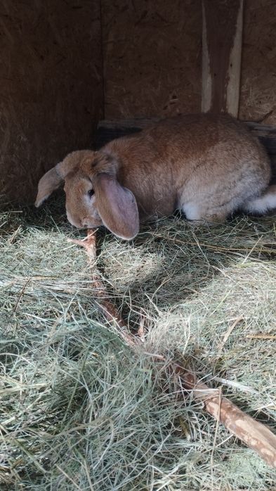 Продам крола Барана.