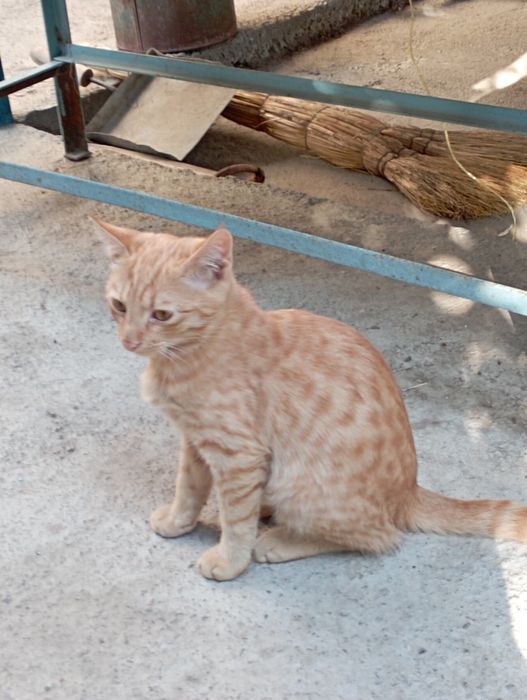 Отдам даром мальчика