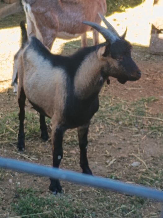 Țap alpin de vânzare