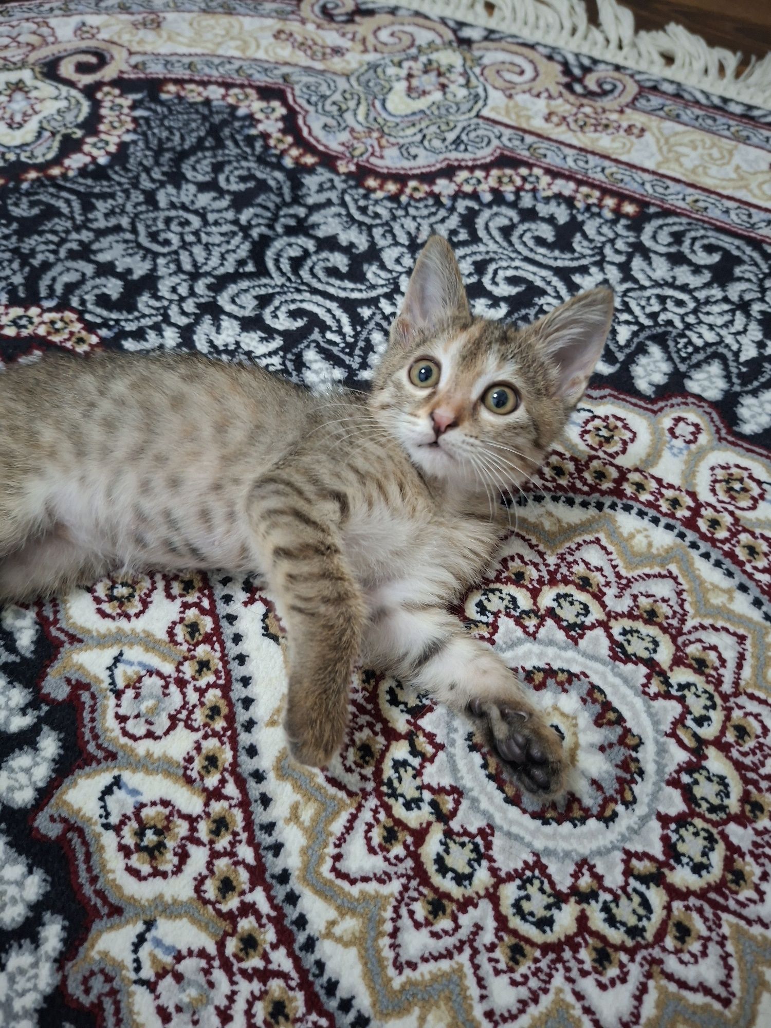 Котята хорошие руки