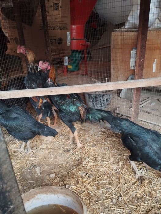 Bobo xoroz tovuq sotiladi