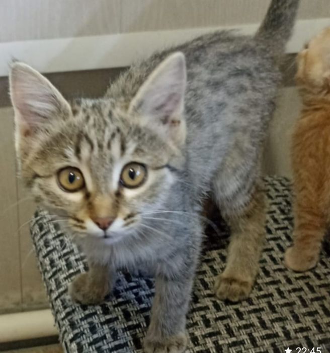 Котя-котечка мальчик!