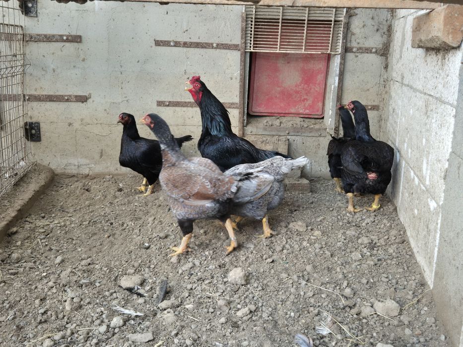 Famili de combatant indian talie mare, de vanzare