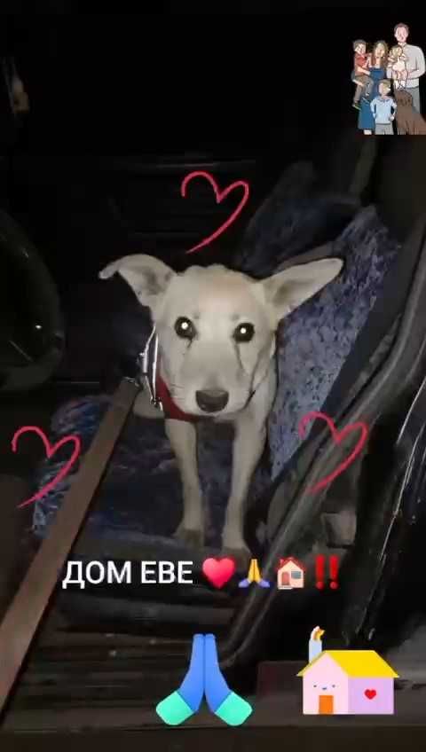 Ева ищет дом и любящих, ответственных хозяев!