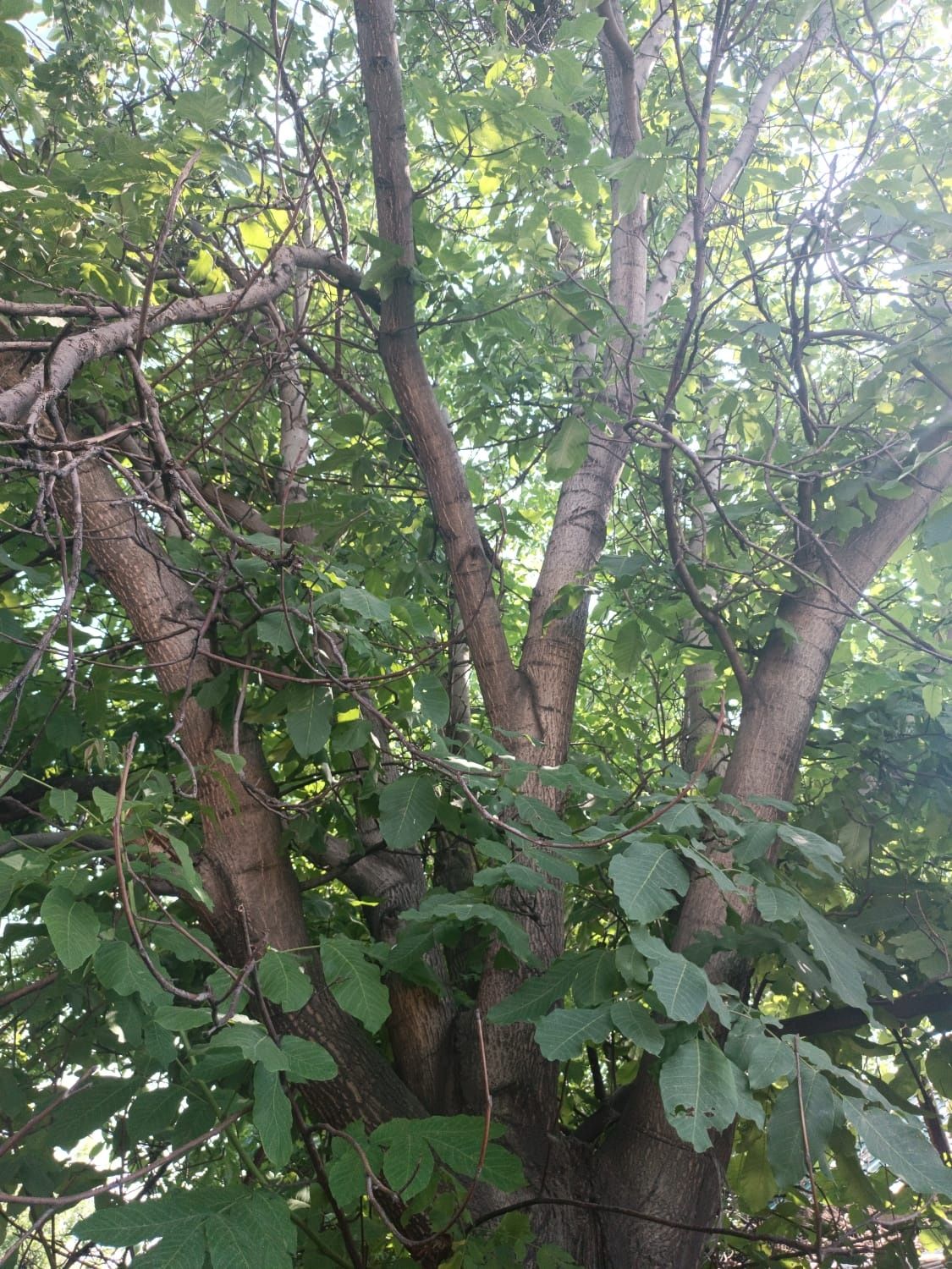 Дерево ореховое