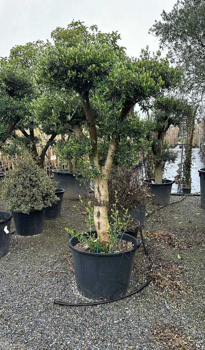 Măslini rezistenți la frig