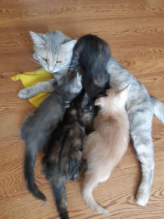 Котята в добрые руки