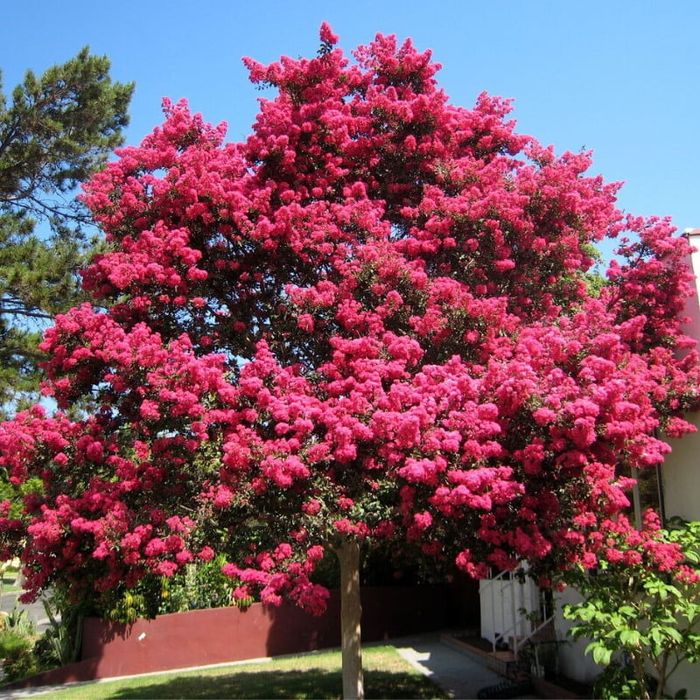 Liliac indian superb