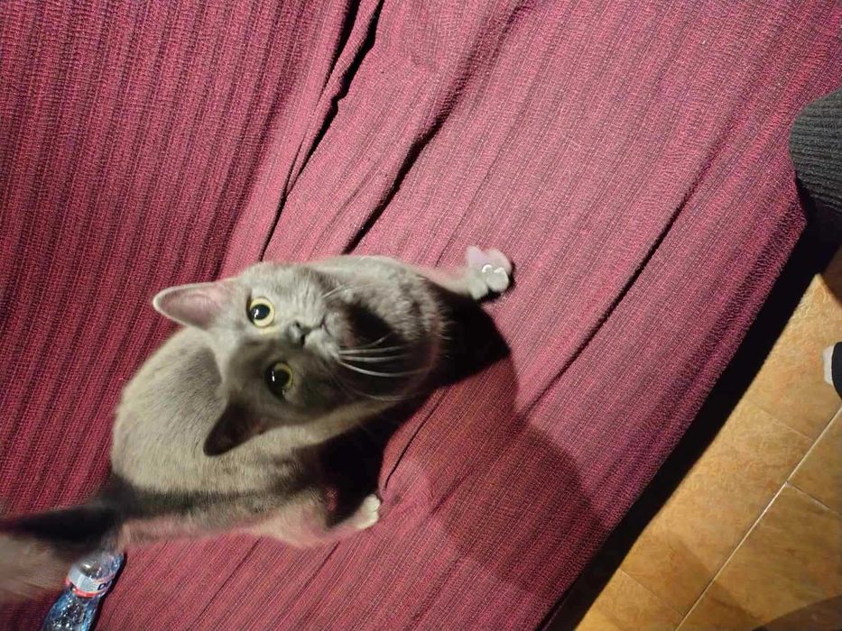 Късокосместа Британка