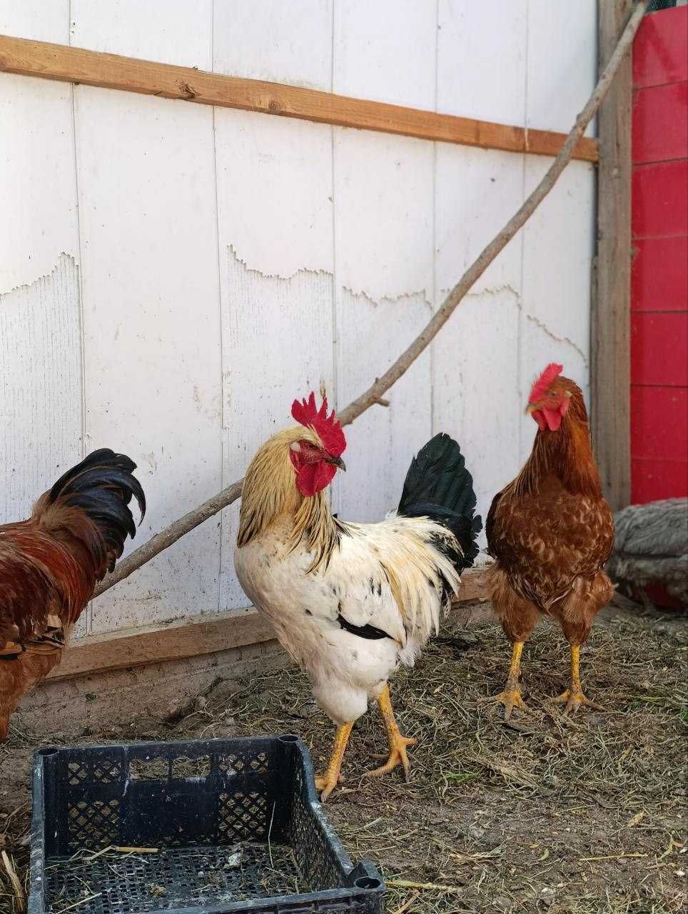 5 Xoroz 3 Tovuq Sotiladi