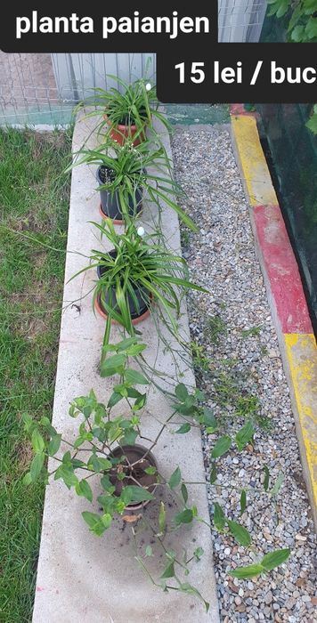 Planta Syngonium si altele