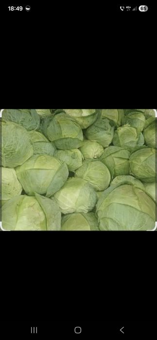 Varza de buzau valea canepii