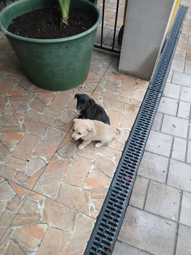 Adopție urgent și gratis!