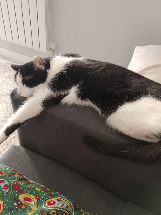Отдам кошку срочно