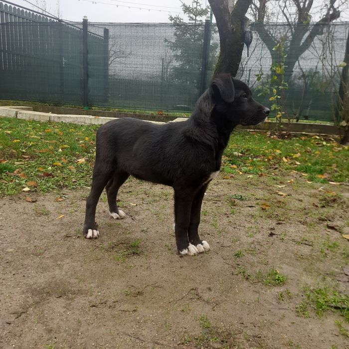 Cățeluș spre adopție