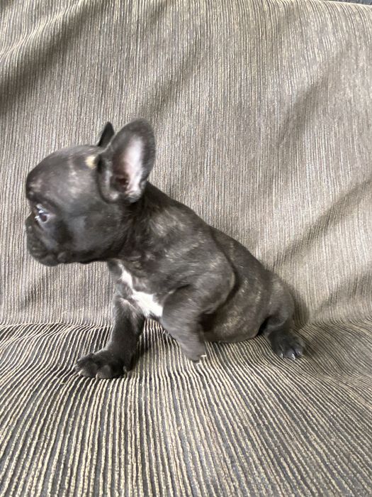 Buldog Francez Mascul – 7 săptămâni