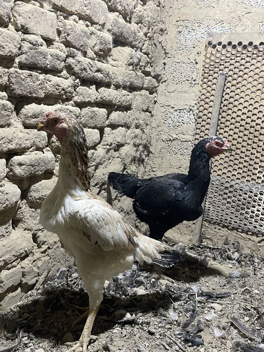 Dakan tovuq dakan дакан