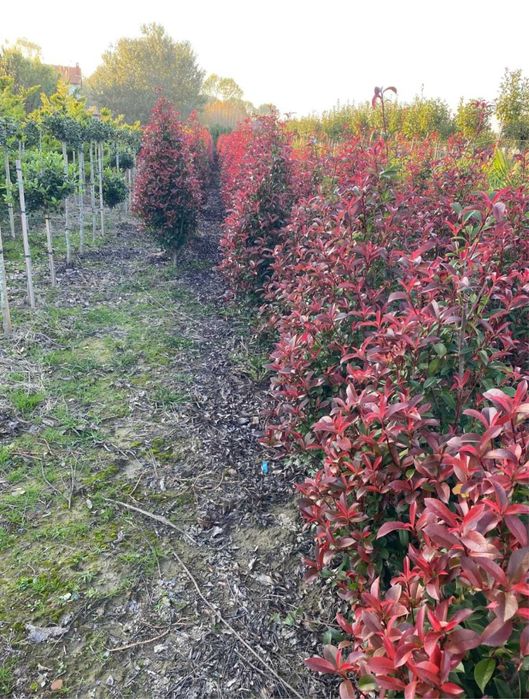 Garden Devis | Photinia Red Robin - Gard viu decorativ