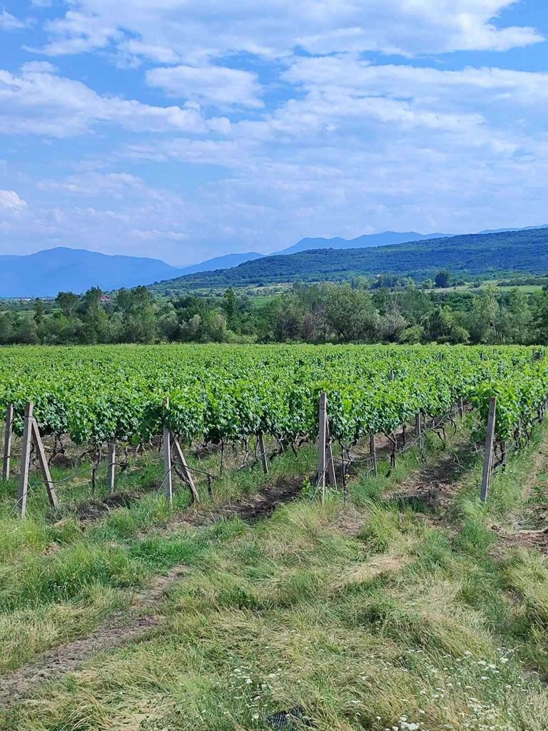 Продава се Земеделски имот в София, Челопечене -  кв.м за 2550 €/дка - Снимка #12