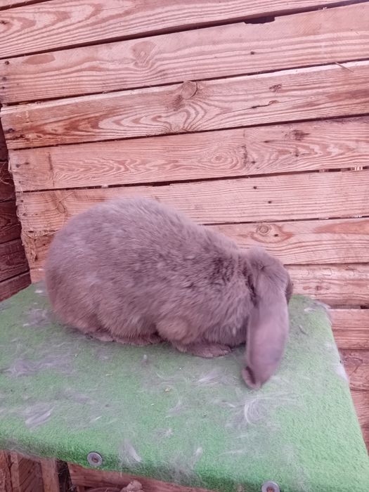 Vand sau schimb iepuri berbec german