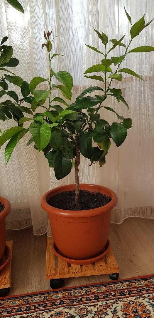 Plante exotice de interior