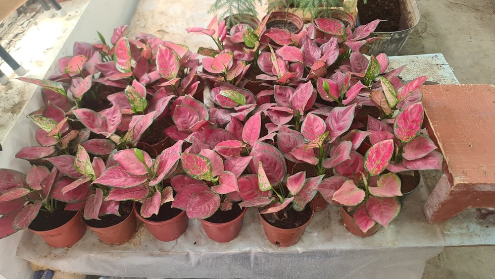 Xar xil turdagi gullarimiz sotuvda