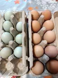 Vând ouă de Ameraucana si Australorp pentru incubat și consum