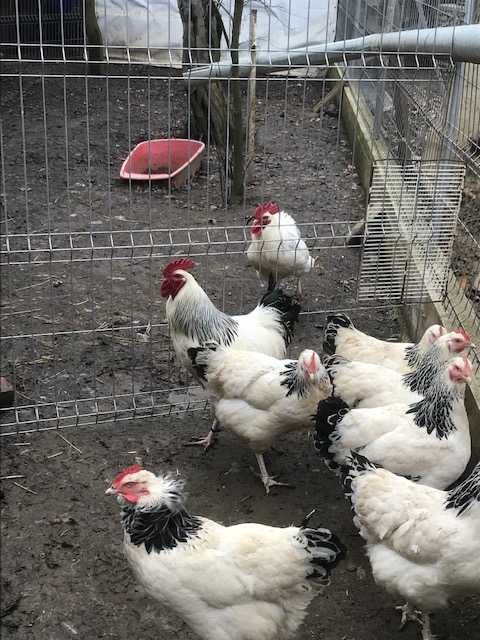 Vînd ouă de incubat Sussex herminat 5 lei/bucata